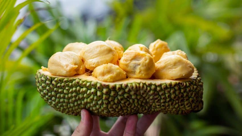 Taste of Malaysia: All you can eat exotic fruit including Cempedak