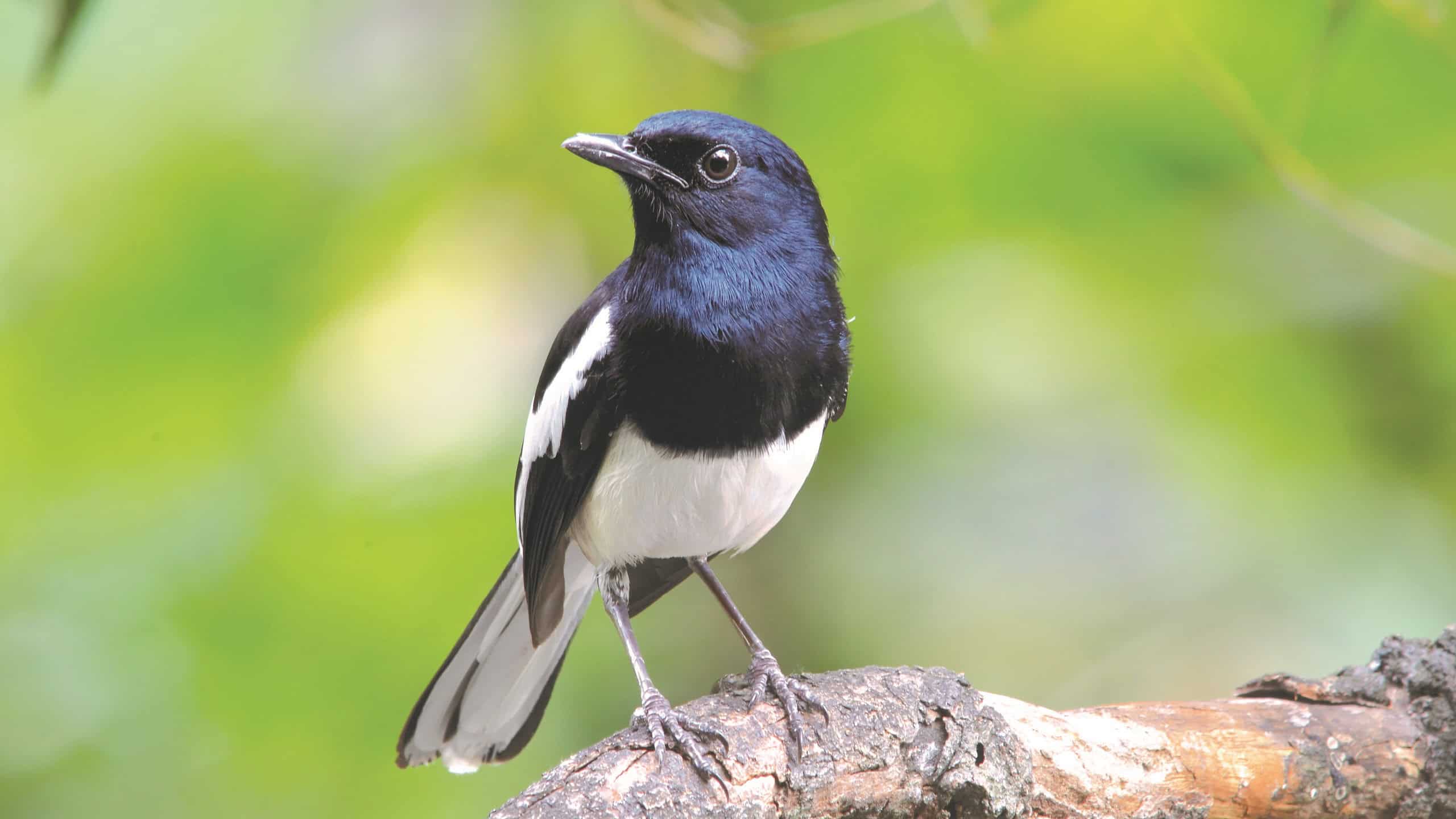 Birds of Kowloon Park, Hong Kong, Bird Watching Walks with WWF at The Mira Hong Kong