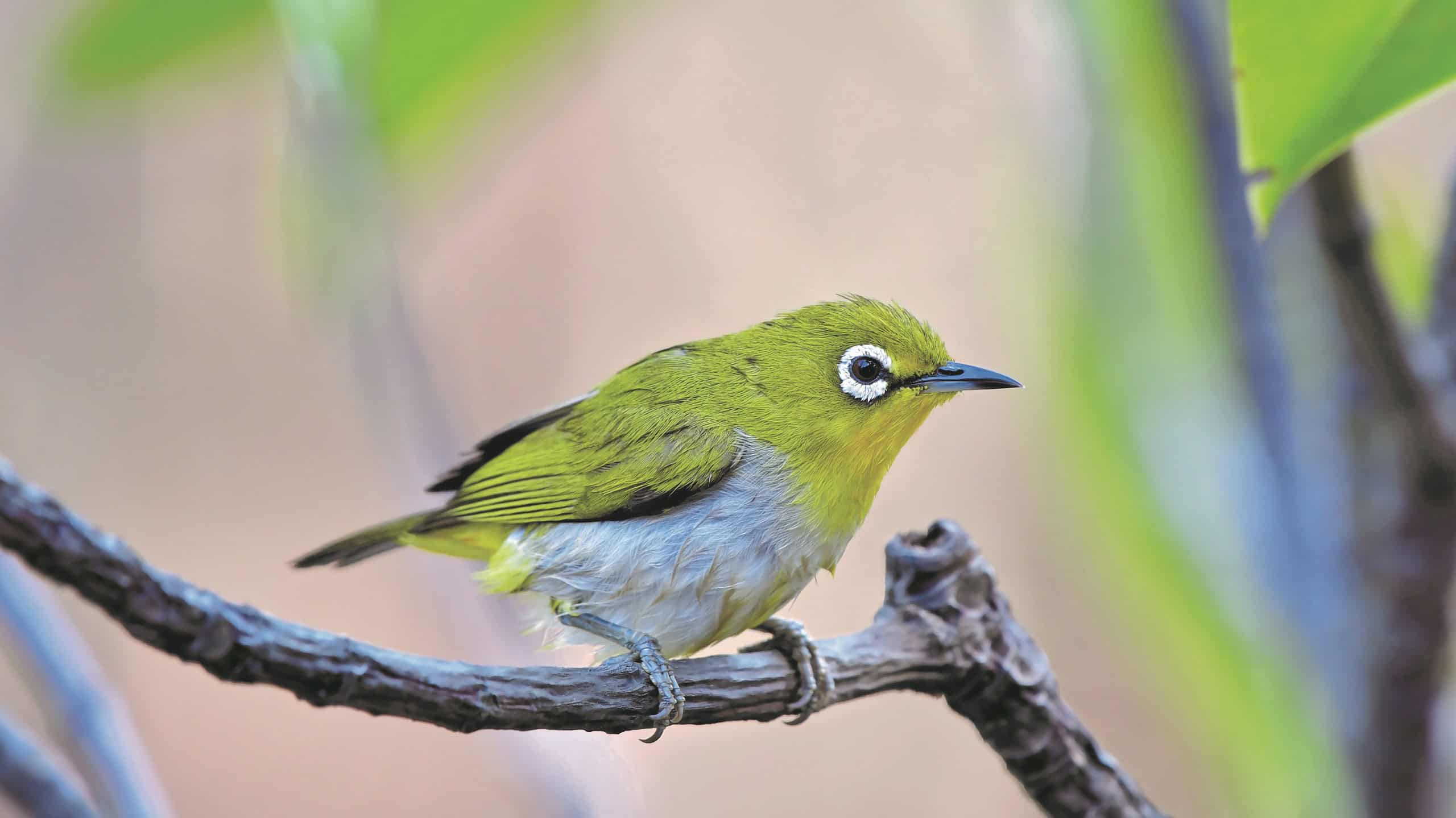 Birds of Kowloon Park, Hong Kong, Bird Watching Walks with WWF at The Mira Hong Kong