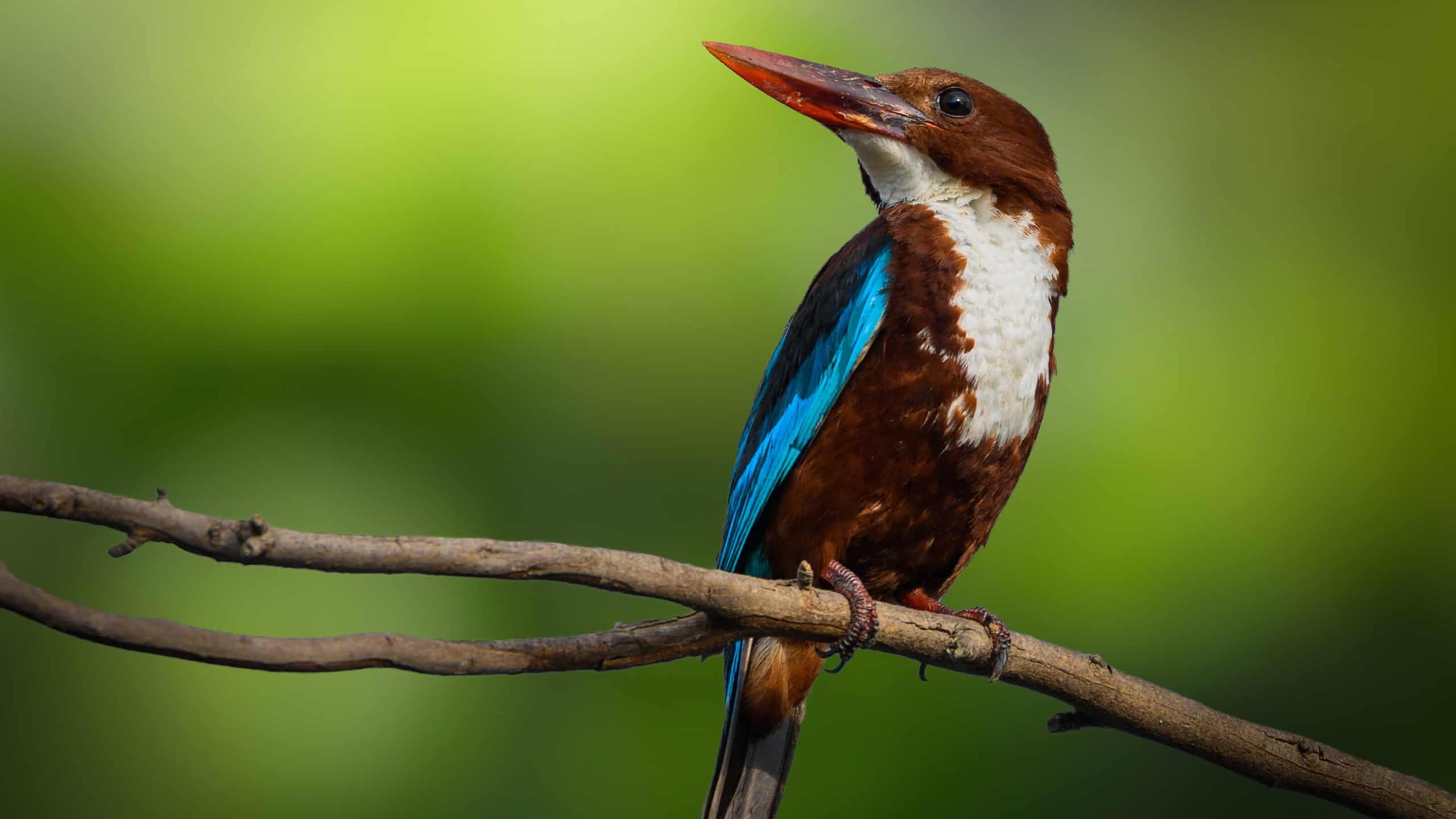 Birds of Kowloon Park, Hong Kong, Bird Watching Walks with WWF at The Mira Hong Kong