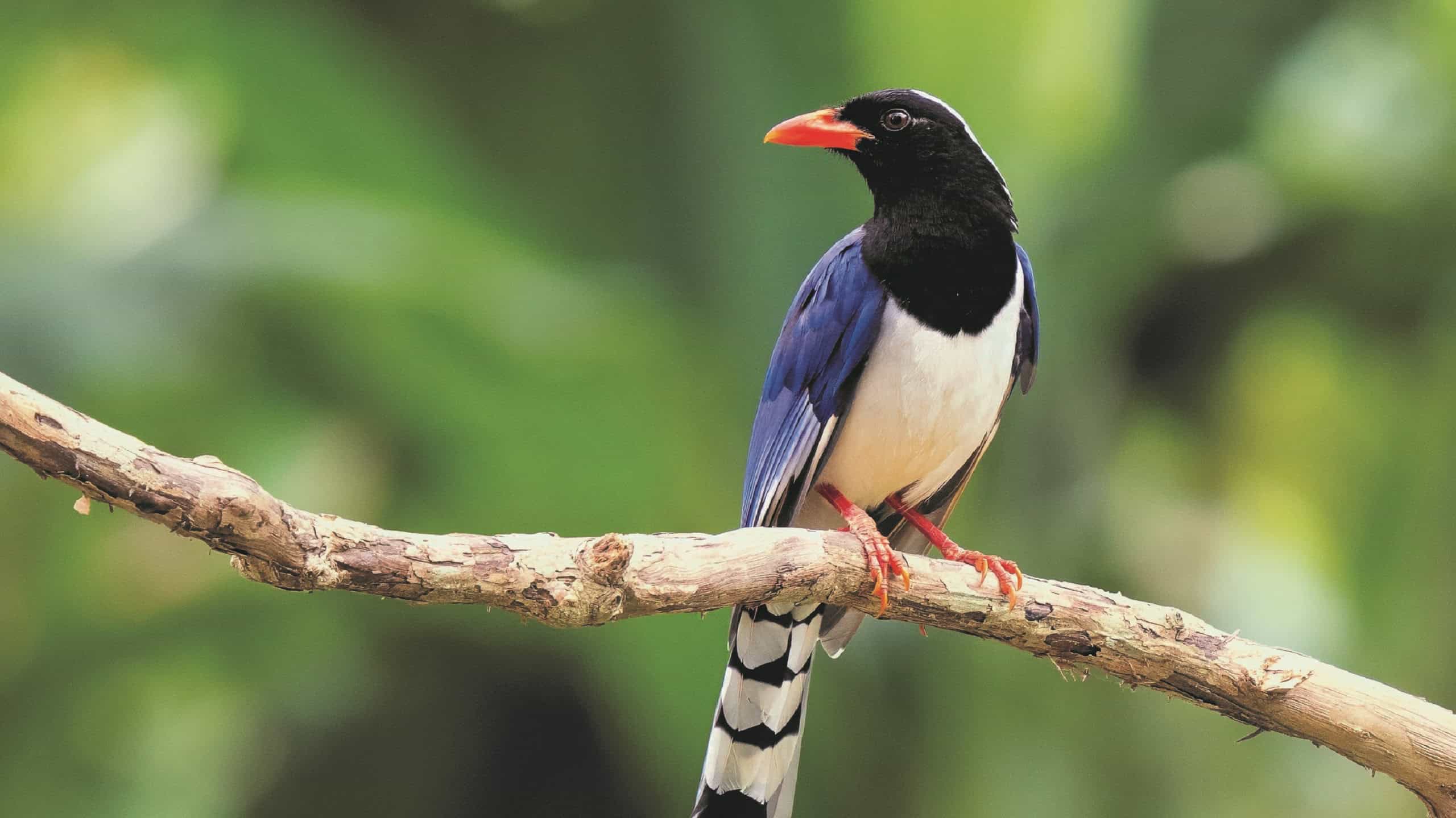 Birds of Kowloon Park, Hong Kong, Bird Watching Walks with WWF at The Mira Hong Kong