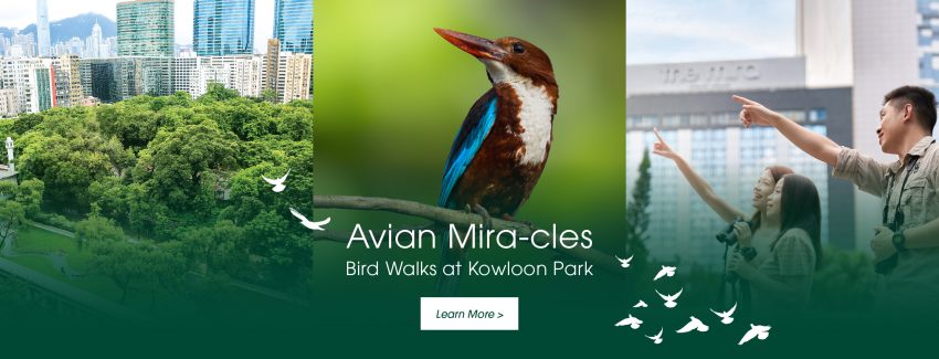 Avian Mira-cles Bird Walks at Kowloon Park with WWF-Hong Kong Guide - The Mira Hong Kong