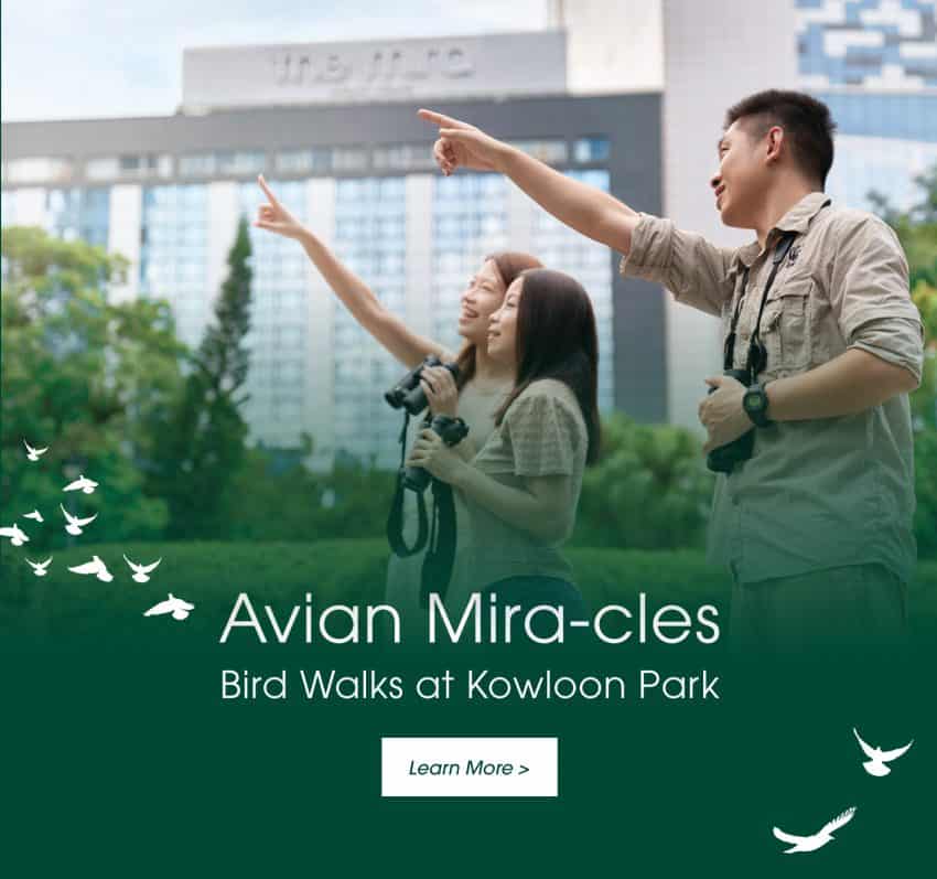Avian Mira-cles Bird Walks at Kowloon Park with WWF-Hong Kong Guide - The Mira Hong Kong