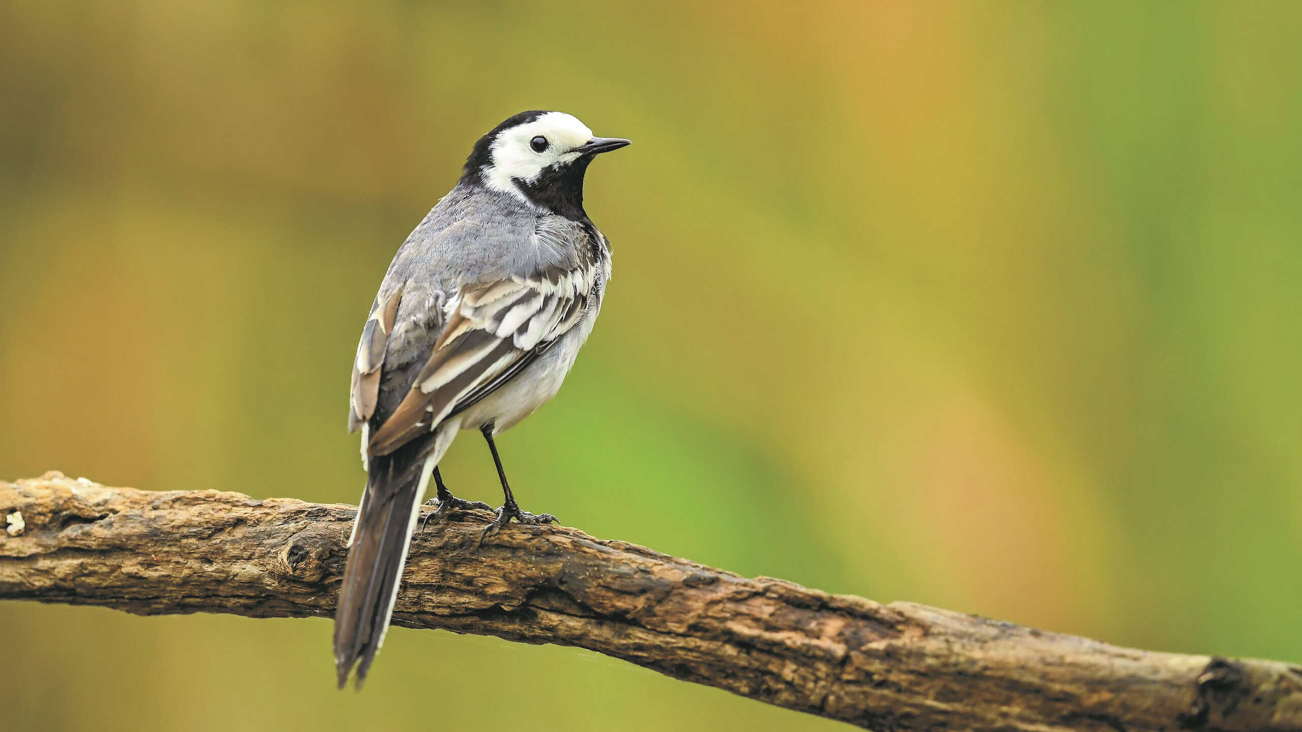 Birds of Kowloon Park, Hong Kong, Bird Watching Walks with WWF at The Mira Hong Kong